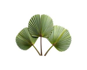 Three palm leaves arranged in a striking fan-shaped pattern