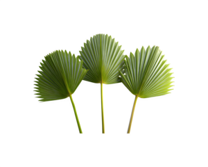 Three palm leaves arranged in a striking fan-shaped pattern