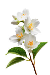 Close-up of three white jasmine flowers, with green leaves, on a stem