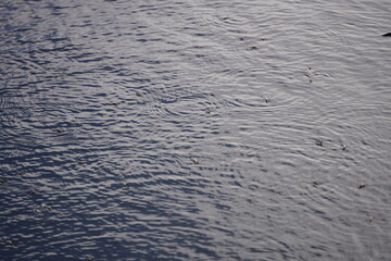 Several water insects on the body of the water, creating small ripples