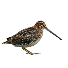 Obraz premium Common Snipe: Detailed Avian Profile