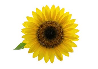 Obraz premium Single sunflower isolated on transparent background