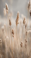 Fototapeta premium Frosted wheat stalks in a blurred field, soft morning light