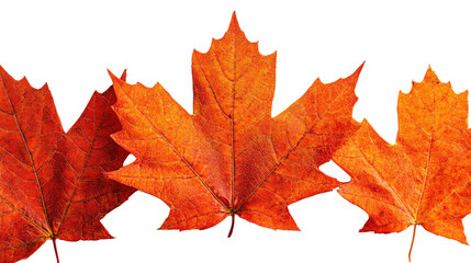 Obraz premium autumn maple leaf isolated on white background