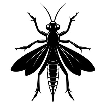 Black silhouette of a dobsonfly insect isolated on white background