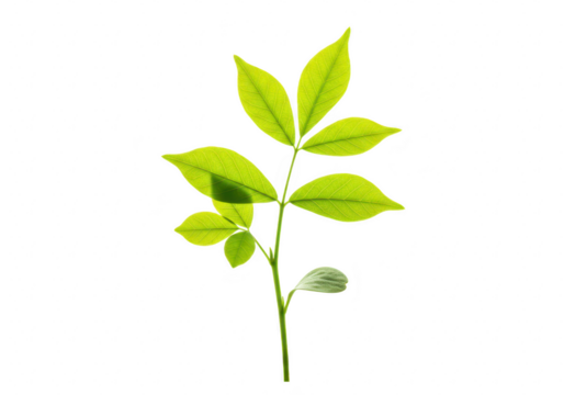 A single green leaf on a stem, isolated on transparent background - Powered by Adobe