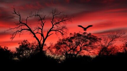 Sunset in the Forest