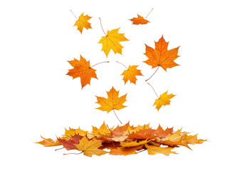 Fototapeta premium Autumn maple leaves falling and gathering in a pile, isolated on transparent background