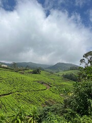 Fototapeta premium green tea plantation