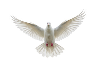Fototapeta premium Isolated White Dove in Flight with Wings Spread as a Symbol of Peace