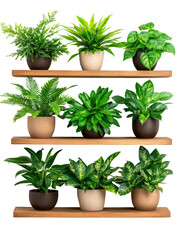Fototapeta premium assortment of potted plants on wooden shelves, ideal for home decor and interiors.