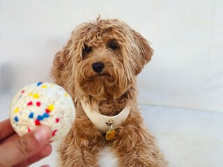 Hand Holding Ball with Obedient Dog Waiting in the Background.
