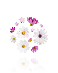 Colorful summer autumn background of flowers pink and white cosmos, osteospermum isolated on white background with clipping path. Floral Greeting card.