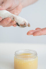 Fototapeta na wymiar The owner puts wax on the dog's paws. 