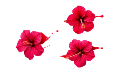 Hibiscus Flowers Isolated on Transparent Background