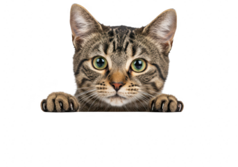 A cute tabby kitten peeking over a surface isolated on transparent background