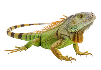 Obraz premium Green iguana lizard isolated on transparent background