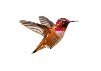 Fototapeta premium Hummingbird in flight isolated on transparent background