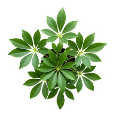 Top View of Green Umbrella Plant