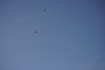 Close-up of the dragonflies in the sky background