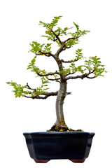 Obraz premium Serene Bonsai Tree: Elegant Miniature Plant with Creeper-like Branches, Isolated on Black Background.