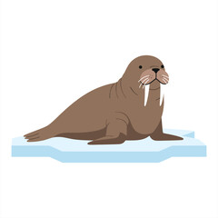 Fototapeta premium Vector illustration of a cartoon brown walrus with tusks resting on a floating ice floe