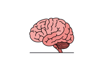 Isolated Simple Cartoon Illustration of the Human Brain