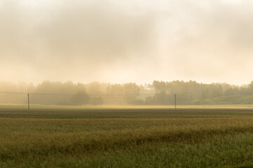 Misty sunrise over rural farmland with utility poles and golden light. Atmospheric countryside scene with fog rolling across agricultural fields.