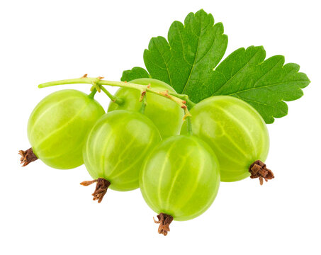 Gooseberry Branch with Multiple Fruits, diagonal composition, isolated on transparent background PNG