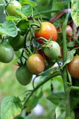 tomatoes on the vine