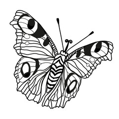 Monarch butterflies Vector hand drawn insect illustration isolated on white background