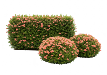 Green bush with small pink flowers isolated on transparent background