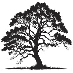 Obraz premium Oak tree