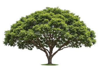 Large spreading tree isolated on transparent background