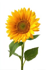 Obraz premium Single vibrant sunflower with deep yellow petals and green leaves, isolated on white