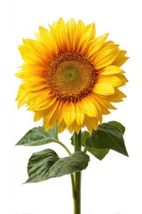 Obraz premium Close-up of a vibrant sunflower against a white background. Its petals are a rich golden yellow, fading to a darker orange-yellow at the center. Darker green leaves emerge from a slender stem