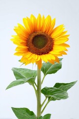 Bright yellow sunflower with green leaves against a plain white background