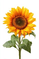 Fototapeta premium Bright sunflower with green leaves against white