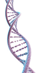 dna strand on white background