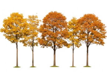 Row of autumn trees with orange and yellow foliage isolated on transparent background