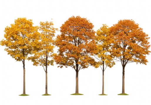 Row of autumn trees with orange and yellow foliage isolated on transparent background - Powered by Adobe