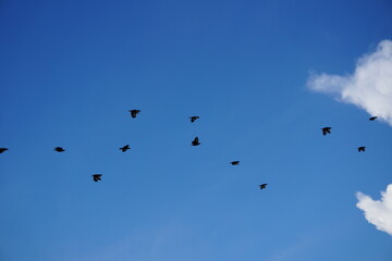 Fototapeta premium A flock of black birds are in the clear blue sky