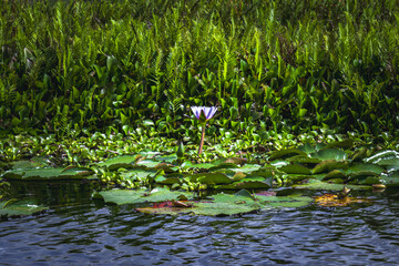 Flor de Loto, laguna El Oconal. 