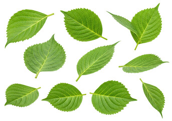 Obraz premium Collection of green hydrangea leaves isolated on transparent background