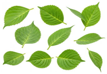 Collection of green hydrangea leaves isolated on transparent background