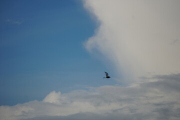 Fototapeta premium A great Indian egret is flying against a cloudy blue sky