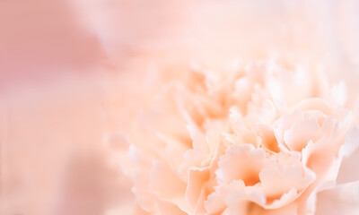 Abstract floral background, pale pink carnation flower. © stockfocus