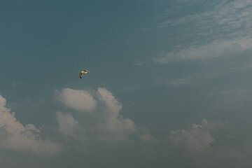Seagull Flying Across a Cloudy Blue Sky