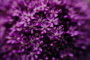 Fototapeta premium Macro shot of vibrant purple allium flower head in full bloom