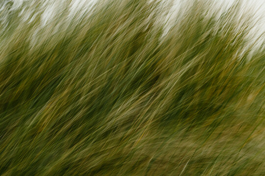 Abstract motion blur of windswept grass
